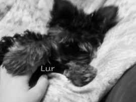 Lur