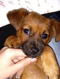 Tito 