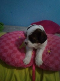 princesa
