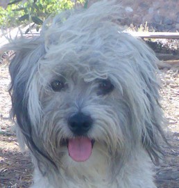 rufo