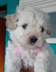 PRINCESA