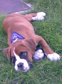 golfo
