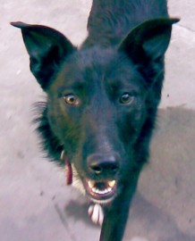 Negra