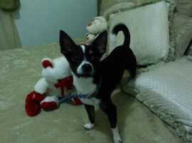 Pachy 