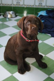 Brownie( argos de idalcan)