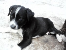 jack