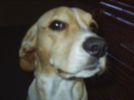 Brody