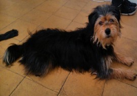 toby