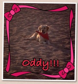 Oddy