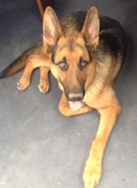 Ringo
