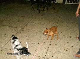 Linda Y Perla
