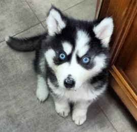 Maya
