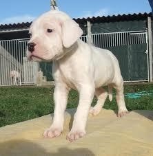 Terrier