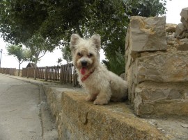 Arwen