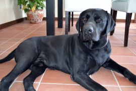 Orión