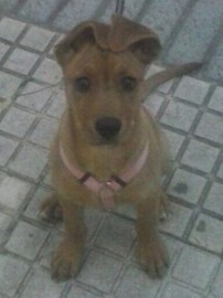 Lila