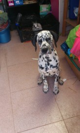 Pongo