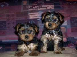 yorkie cachorros para su aprobación