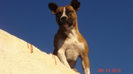 canela