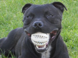 Aquiles