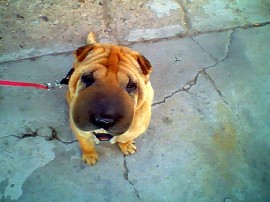Lola