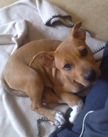 Daisy
