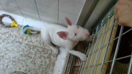 turco