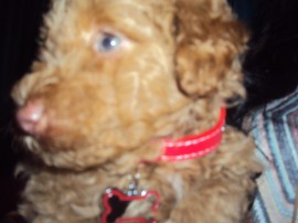 kody