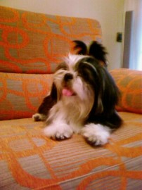 Wicket