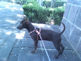 moka