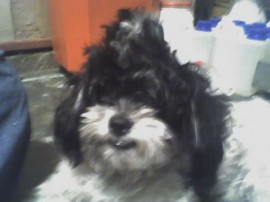 Harry