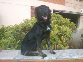 Cora