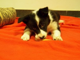 Asha