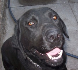 Ciro Dark