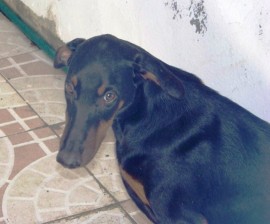 Laika