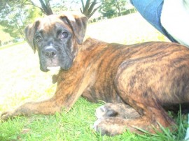 moro