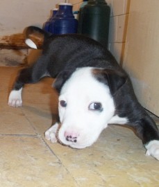 neron