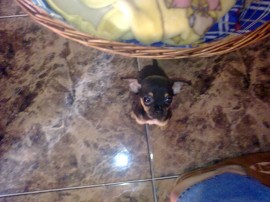 golfo