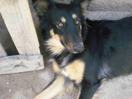 Negra