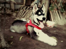 hachiko