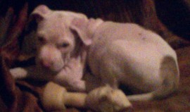 Ruffo