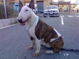 Guayre the canabull