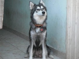 mayka