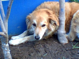 Coqueta