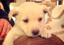 Canela