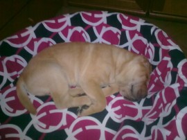 Golfo