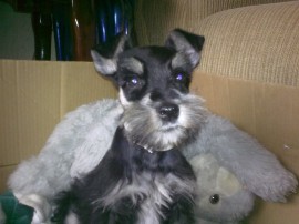 Rocko