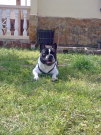 TYSON