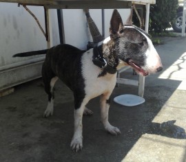 oddy