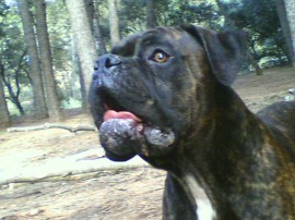 tayson